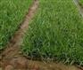【蛇鞭菊种苗】北京蛇鞭菊基地价格0.1元/株 北方常绿