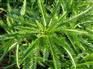 【北京蓍草基地】蓍草盆栽苗大量供应 北方常绿低价批发