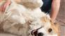 养宠无忧：说一说松狮犬的饲养方法？
