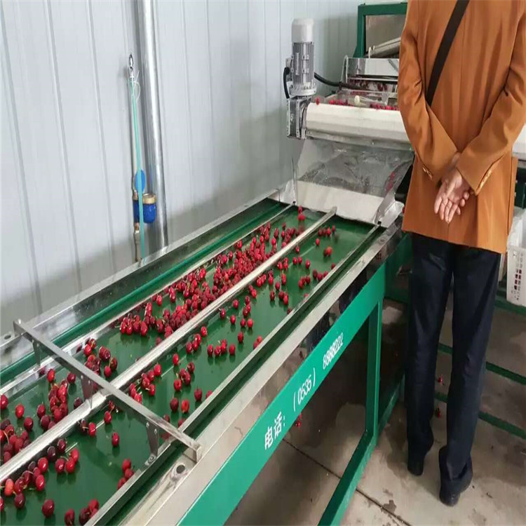河北樱桃保鲜分级机 直径分果不伤果 降低果实温度  樱桃选果机  樱桃分选机  樱桃分级机