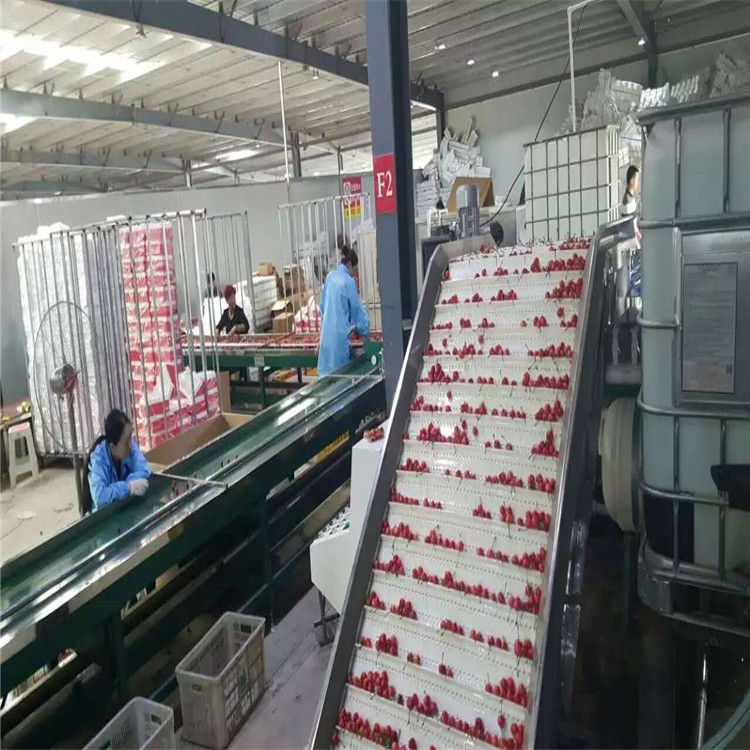 河北樱桃保鲜分级机 直径分果不伤果 降低果实温度  樱桃选果机  樱桃分选机  樱桃分级机