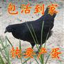 前郭尔青年下蛋母鸡批发价