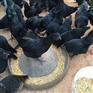 绥江购买绿壳蛋鸡苗运输方式