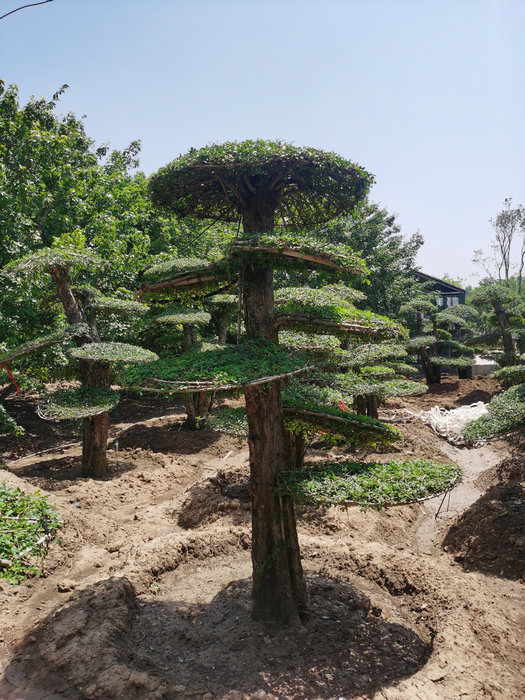 泰安造型对接白蜡-泰安対节白蜡古桩-泰安対节白蜡盆景&nbsp;&nbsp;造型対节白蜡
