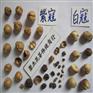 紫寇紫叩子寇籽蔻紫豆蔻紫豆叩紫扣自蔻老叩老寇十开蔻