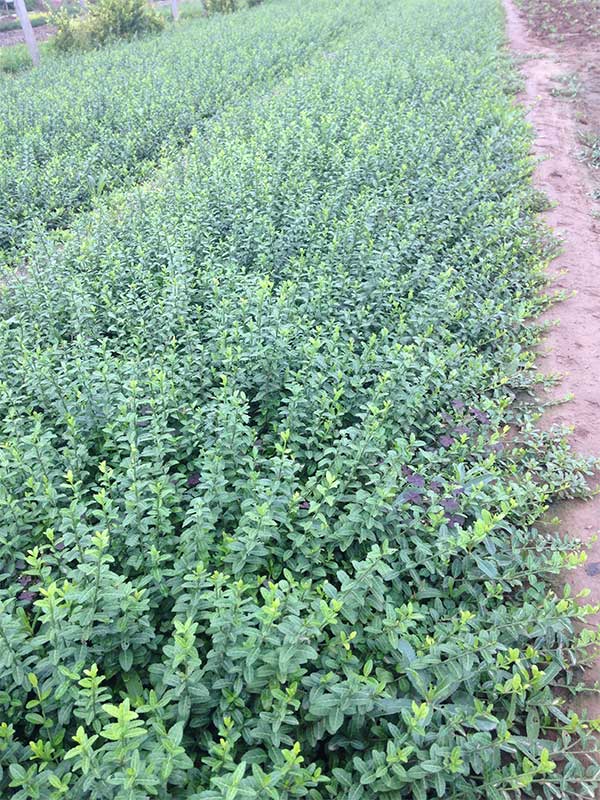 北京扶芳藤供应商出售优质营养杯/裸根苗来北方常绿 扶芳藤裸根苗