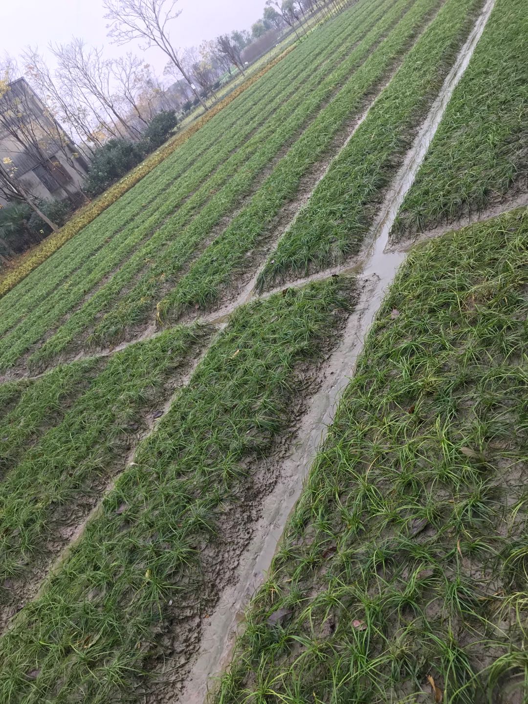 麦冬草小苗/盆栽苗优质苗价格低价出售 北京批发基地&nbsp;&nbsp;麦冬草盆栽苗&nbsp;&nbsp;麦冬草价格