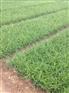 麦冬草基地出售裸根苗 北京通州种植麦冬草基地厂家