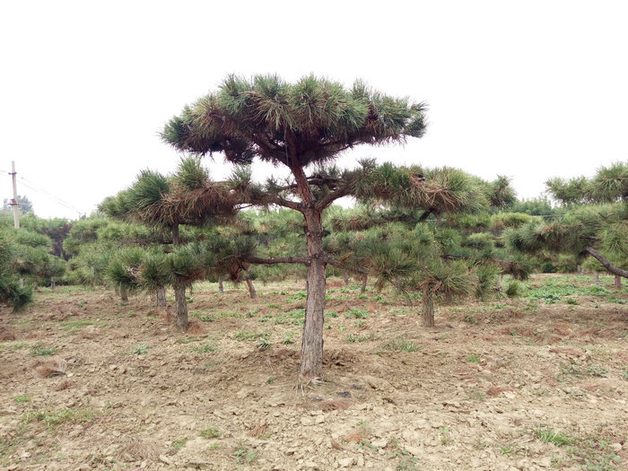 泰安造型平顶松,泰安造型迎客松,泰安庭院造型松  造型景松  泰安迎客松