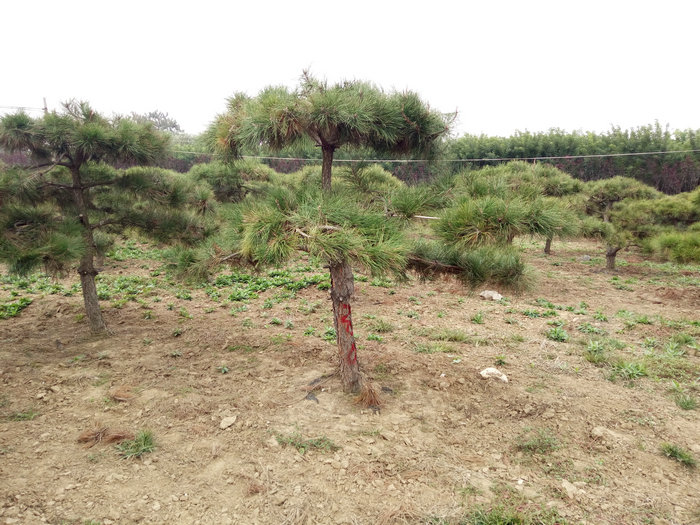 泰安造型平顶松,泰安造型迎客松,泰安庭院造型松  造型景松  泰安迎客松