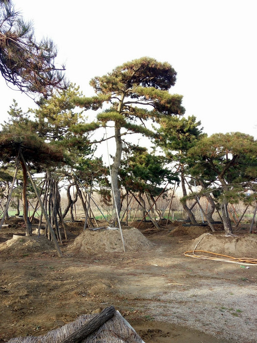 山东20公分30公分40公分造型松  山东造型松  泰安造型松