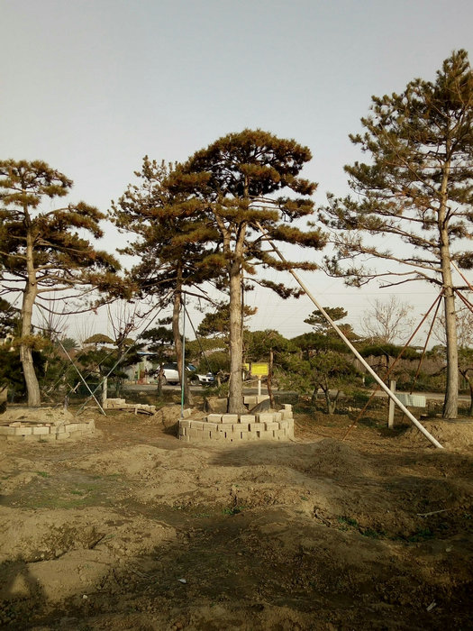 山东20公分30公分40公分造型松  山东造型松  泰安造型松