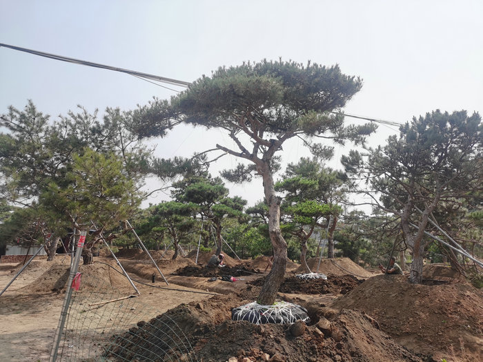 泰安景松基地销售多种造型景观松&nbsp;&nbsp;造型松&nbsp;&nbsp;泰安造型松&nbsp;&nbsp;泰安迎客松
