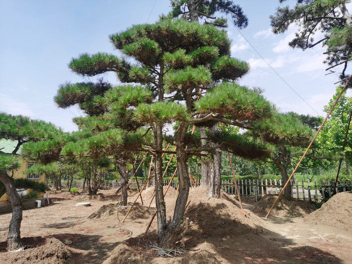山东景观松,造型景观松,泰安造型松,泰安平顶松  造型景松