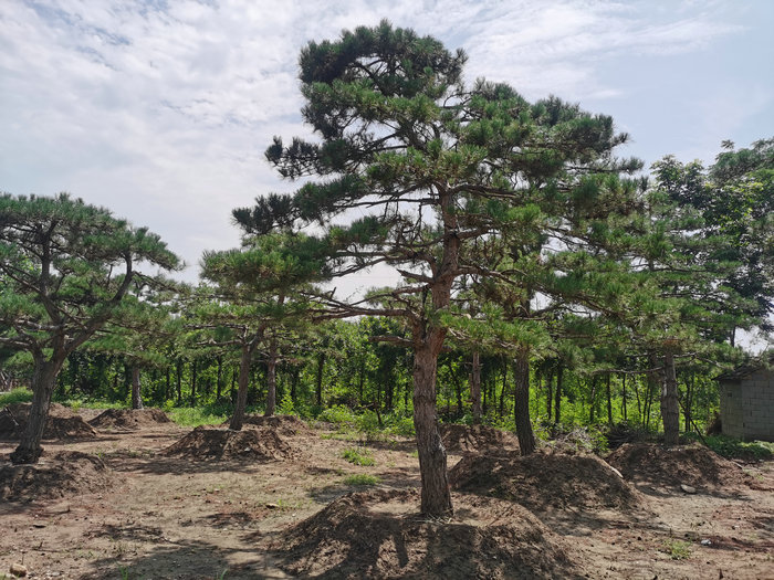 泰安造型松,泰安景观松,造型景松,泰安平顶松  泰安迎客松