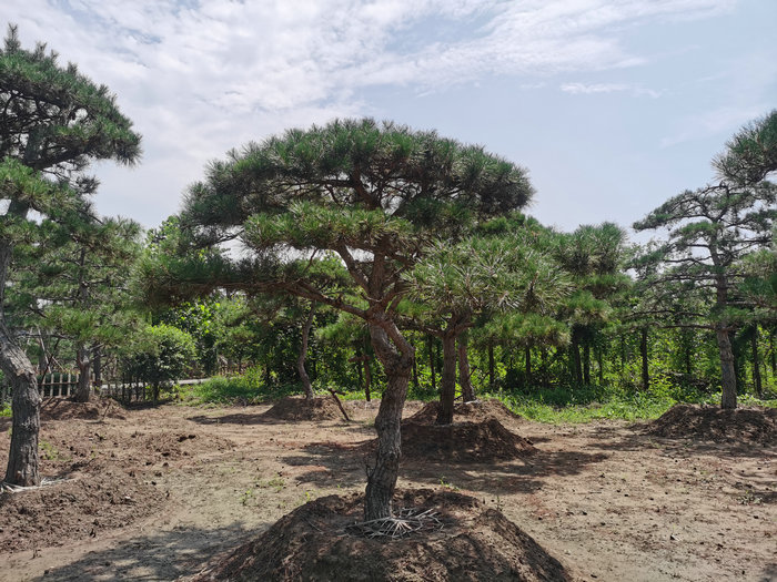 泰安造型松,泰安景观松,造型景松,泰安平顶松  泰安迎客松