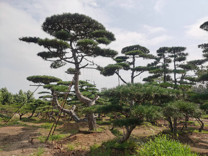 山东造型油松-山东造型黑松-山东造型松  泰安造型松  泰安迎客松