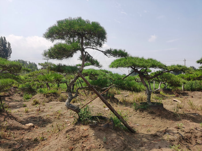 造型松|造型松价格|泰安造型松|泰安造型松价格
