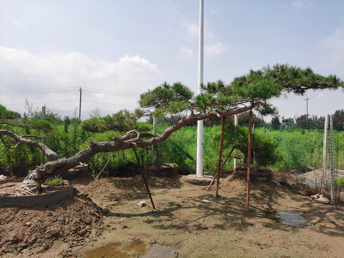 造型松|造型松价格|泰安造型松|泰安造型松价格