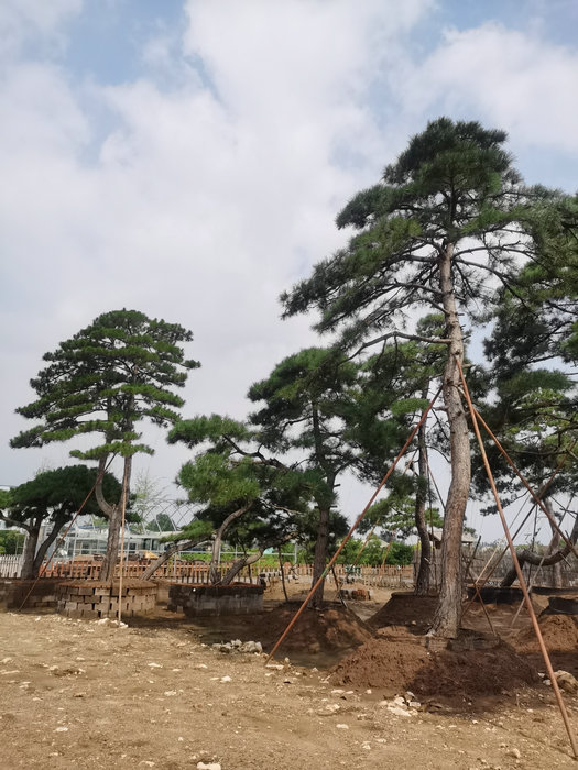 山东景观松，山东造型景观松，泰安造型平顶松  造型松  泰安造型松  泰安迎客松