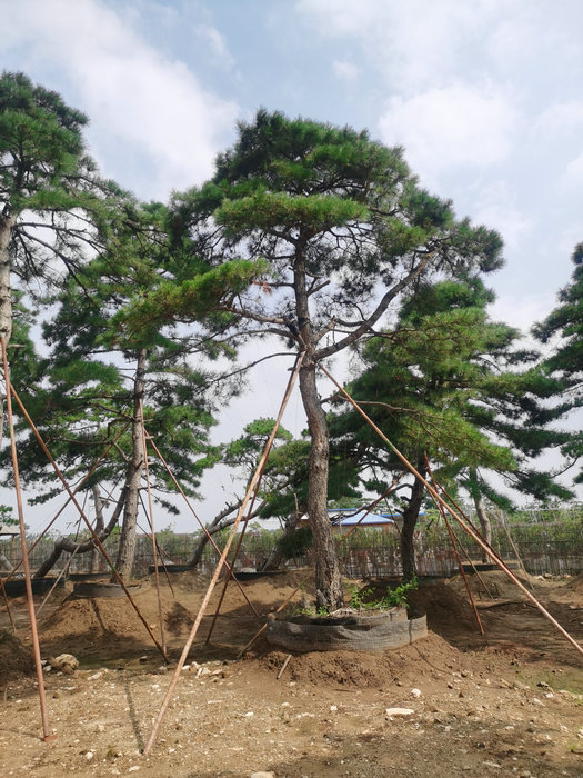 山东景观松，山东造型景观松，泰安造型平顶松  造型松  泰安造型松  泰安迎客松