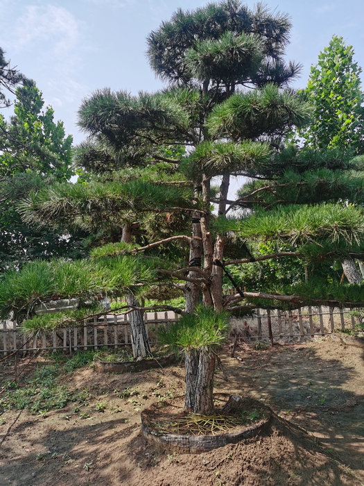 山东景观松，山东造型景观松，泰安造型平顶松  造型松  泰安造型松  泰安迎客松