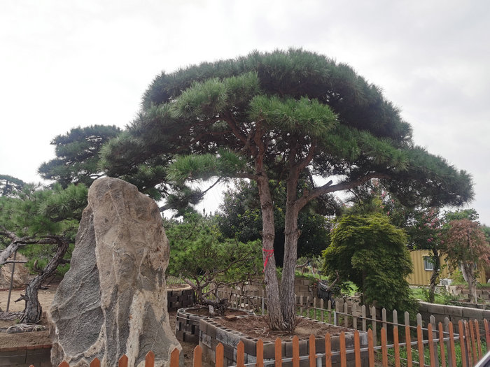 山东松树，泰安松树，泰安造型松树，泰安平顶松树