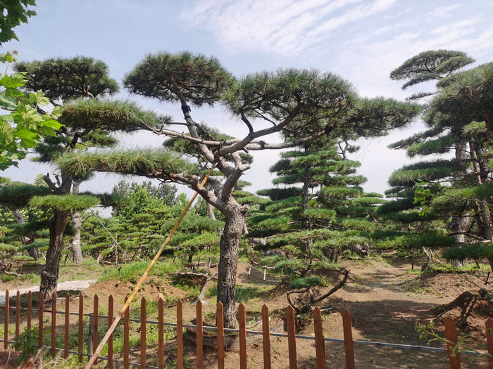 山东松树，泰安松树，泰安造型松树，泰安平顶松树