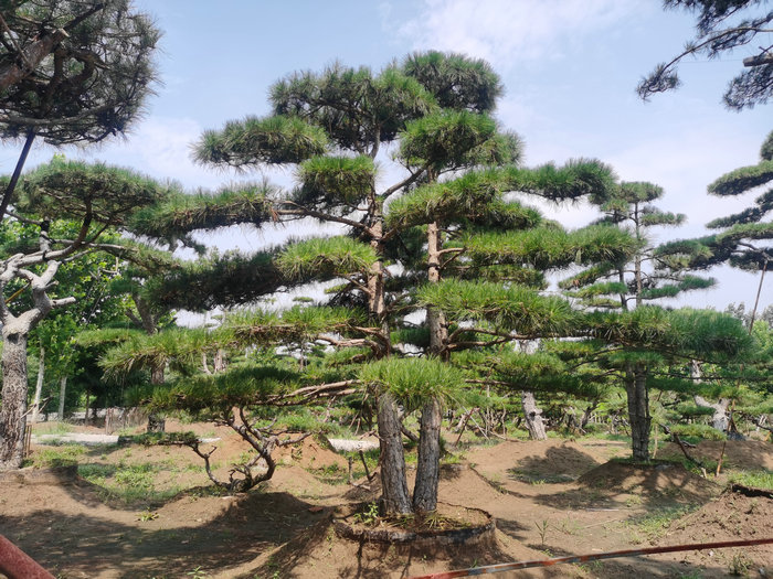 山东松树，泰安松树，泰安造型松树，泰安平顶松树