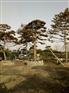 山东20公分30公分40公分造型松