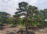 泰安造型松基地批发泰安景观松