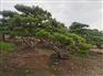造型松|造型松价格|泰安造型松|泰安造型松价格