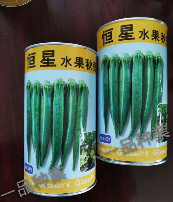 恒星水果秋葵种子  恒星秋葵种子  黄秋葵种子