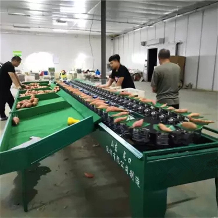 石家庄红薯分级机  分级速度快的机器  红薯分选机  红薯分拣机