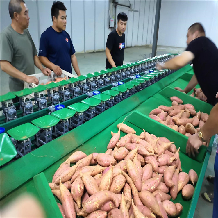 石家庄红薯分级机  分级速度快的机器  红薯分选机  红薯分拣机