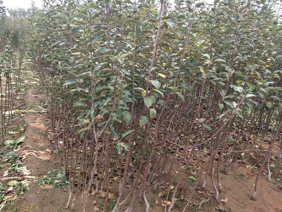 苹果苗种植厂家