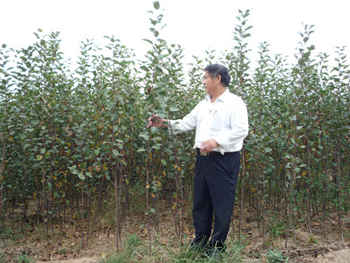 泰安果苗繁育基地