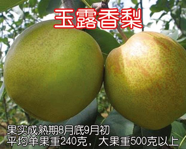 泰安玉露香梨苗种植厂家