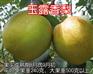 玉露香梨小苗种植销售