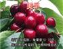 美早樱桃苗培育基地