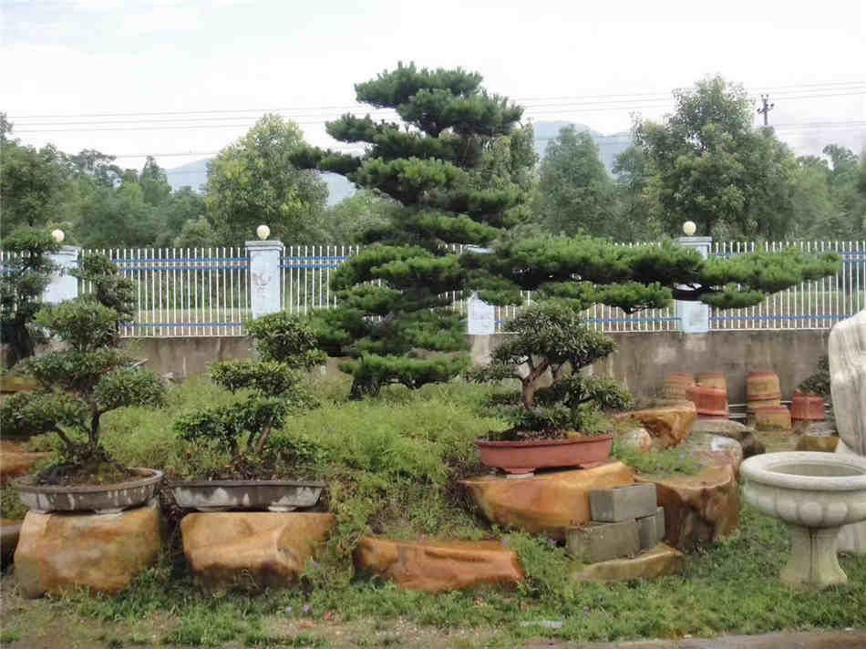 黄石园林风景石 供应庭院公园景观石 黄蜡石绿化点缀石