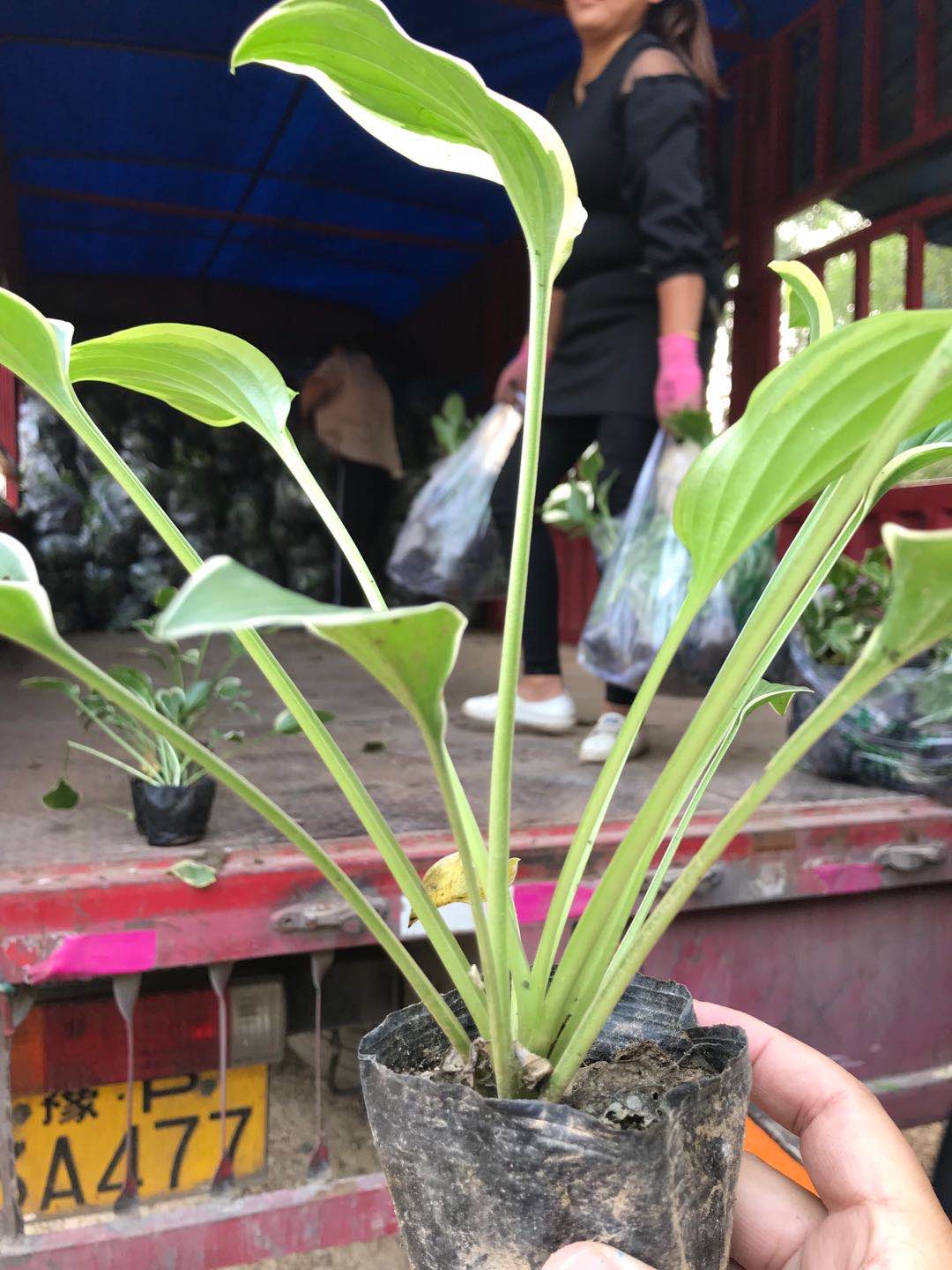 【金边玉簪价格】金边玉簪种植基地供应 金边玉簪市场&nbsp;&nbsp;金边玉簪基地&nbsp;&nbsp;金边玉簪供应