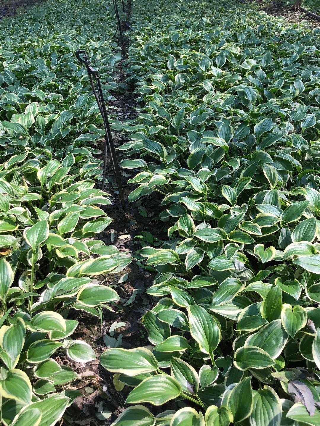 金边玉簪厂家 金边玉簪批发基地 北京通州种植基地供应&nbsp;&nbsp;金边玉簪基地