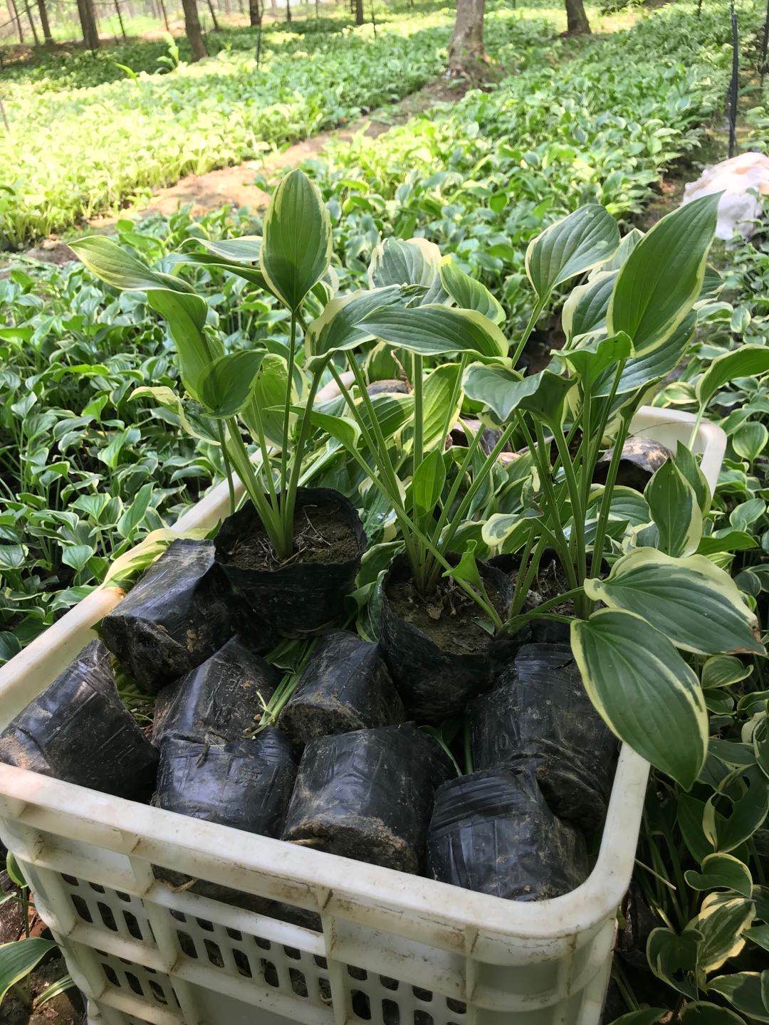 金边玉簪厂家 金边玉簪批发基地 北京通州种植基地供应&nbsp;&nbsp;金边玉簪基地