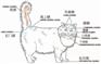 养宠无忧：猫尾巴油乎乎的是因为得了病