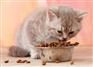 给幼猫吃自制猫粮的坏处