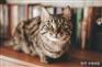 养宠无忧：家养猫不吃饭要注意什么