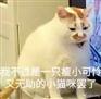 科学养宠：教你让家养猫乖乖吃饭