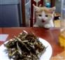 养宠无忧：家养猫爱吃的食物