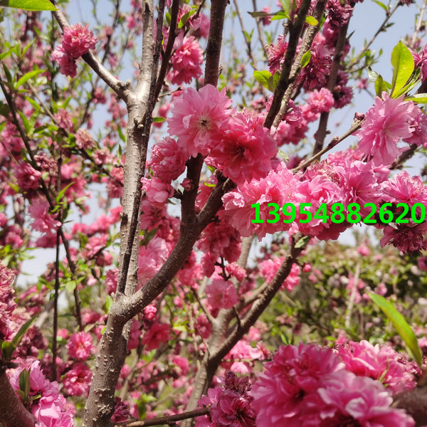 山东观赏碧桃,山东观赏桃花,山东红叶碧桃  山东碧桃  山东桃花